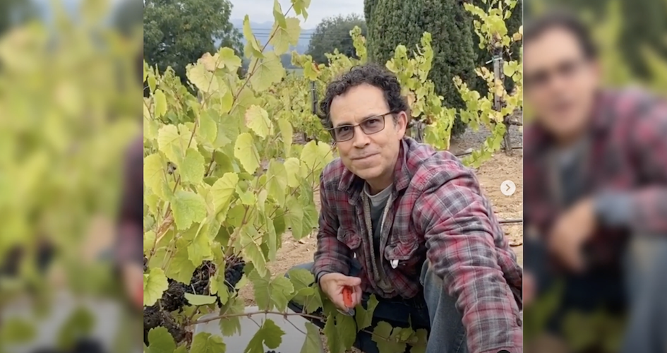 harvesting grapes with Scott Lindstrom-Dake