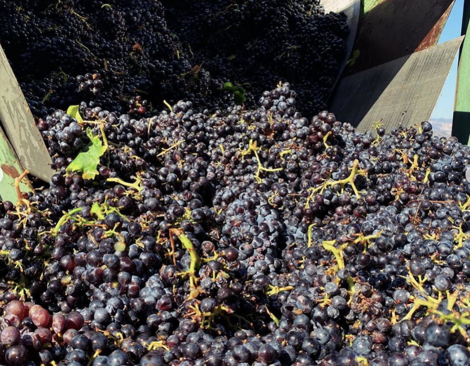 local Sonoma County grapes