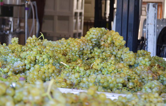 Chardonnay grapes from Ramiro's Vineyard