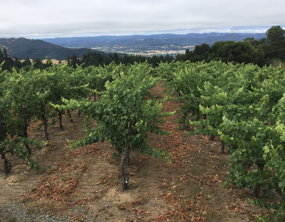thumbprint cellars selects Sonoma County's finest vineyards