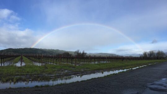 vineyard-rainbow